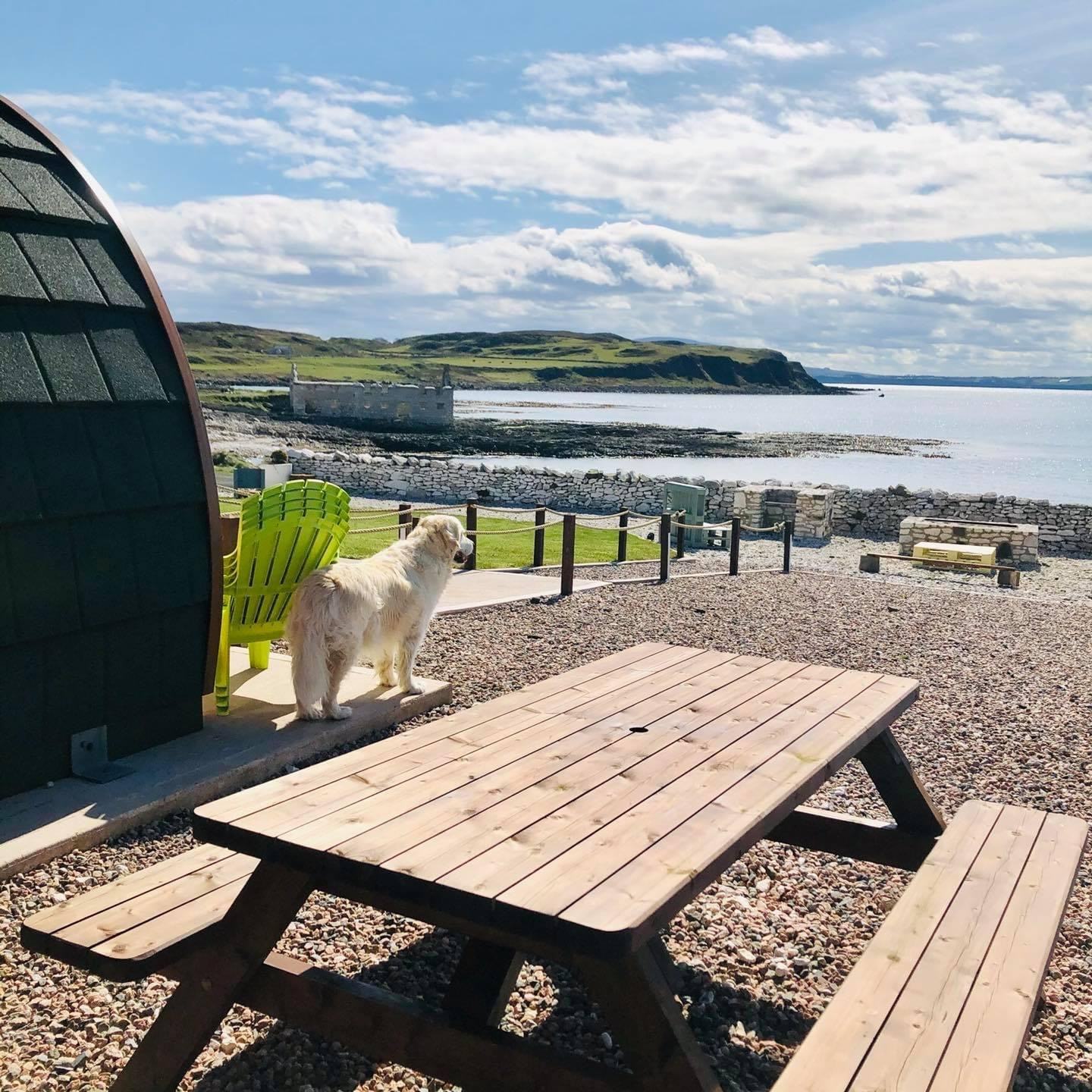 A golden retriever standing on the patio outside a pod, looking out across Church Bay towards the Manor House.